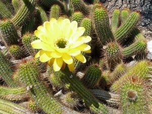800px-Echinopsis_huascha_(2)