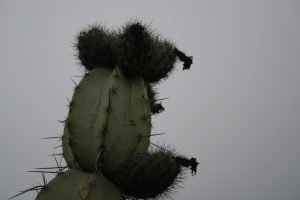 Armatocereus matucanensis - Lurin Valle 2