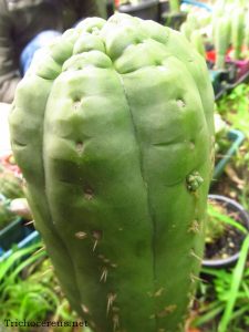 Chemical Shamans Dck 3