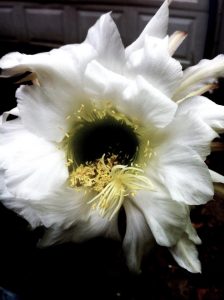 Echinopsis Thelegona Blüte