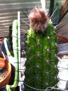 Echinopsis thelegona kaktus cactus
