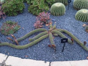 Emoke denes -_Echinopsis_thelegona_1