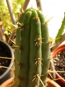 Gnosis Trichocereus Mutant