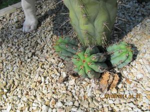 ICARO DNA TRICHOCEREUS PERUVIANUS 2
