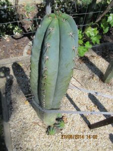 ICARO DNA TRICHOCEREUS PERUVIANUS