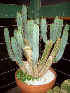 Jeans Trichocereus bridgesii clone motherplant sir jeans