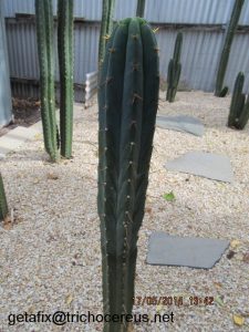 LC002 (Pach x Bridgesii)