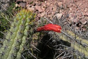 Loxanthocereus pullatus Rauh & Backbg. - Lurin Valle 1