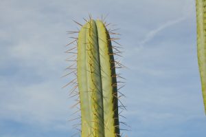 Lumberjack Trichocereus bridgesii misplant Lumberjack8