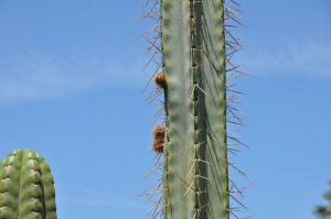 Lumberjack Trichocereus bridgesii misplant Lumberjack9