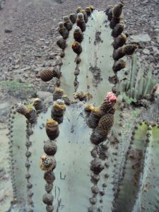 Neoraimandia - roseiflora - Lurin Valle 3