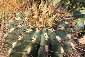 Soehrensia formosa Peter Mansfeld