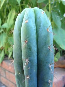 T. pallarensis Trichonest 3