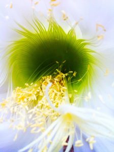 Trichocereu Thelegona Echinopsis Thelegona