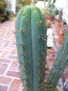 Trichocereus Lumberjack Nitrogen 2