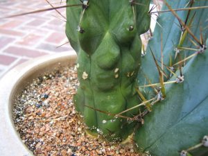 Trichocereus Lumberjack Nitrogen