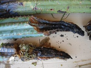 Trichocereus Pachanoi Bogan 3