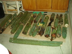 Trichocereus Pachanoi Bogan