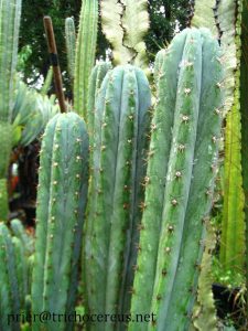 Trichocereus Pachanoi Bogan Bogan_1