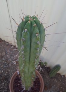Trichocereus Peruvianus_HB01 Zed__008