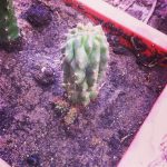 Trichocereus TPM x N1 Nitrogen Philocacti