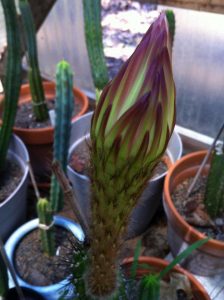 Trichocereus Thelegonus Flower Bluete