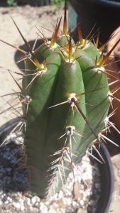 Trichocereus Tulhuayacensis KK337 Sacred Succulents Hipp 5