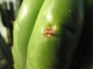 Trichocereus pachanoi Clone One Ogun 2