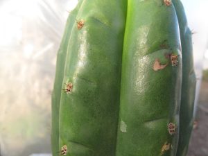 Trichocereus pachanoi Clone One Ogun 3