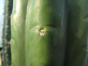 Trichocereus pachanoi Clone One Ogun