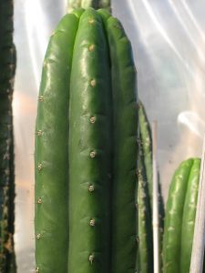 Trichocereus pachanoi Clone One Ogun 4