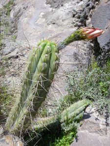 Trichocereus peruvianus - Arequipa Yura 2