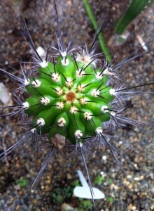 Trichocereus thelegona samen