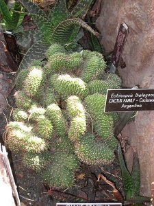by daderot Echinopsis_thelegona_(Washington_DC)