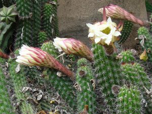 by dick culbert Echinopsis_thelegona
