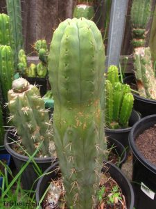 chemical shaman dck 6