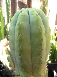 chemical shaman dck 7