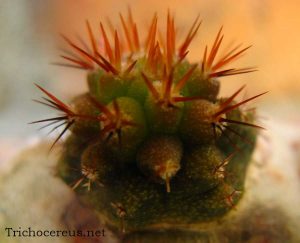 chemical shaman dck 9