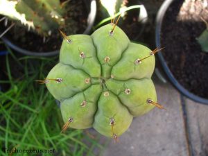 chemical shaman dck7