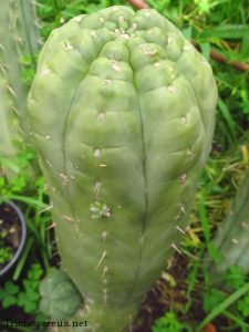 chemical shamans dck 2