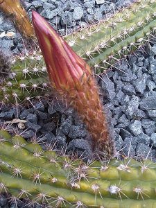 emoke denes_Echinopsis_thelegona_2
