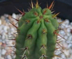 large-prod-2070940-SAB_EchPeruPuquiensisKK1689