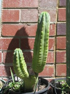 post-4489-0-52381100-1384399718 pot sausage