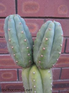 pot sausage Plant trichocereus san pedro 2