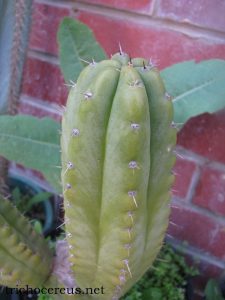 pot sausage Plant trichocereus san pedro