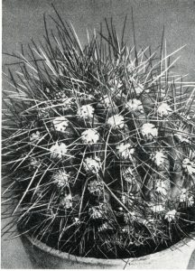 trichocereus tacaquirensis016