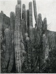 trichocereus tacaquirensis017