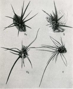 trichocereus tacaquirensis018