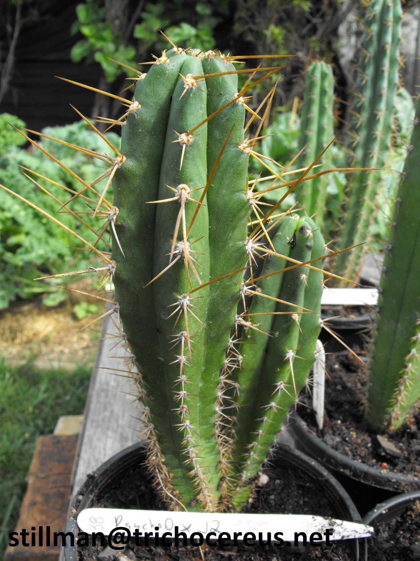 Trichocereus Hybrids Echinopsis 