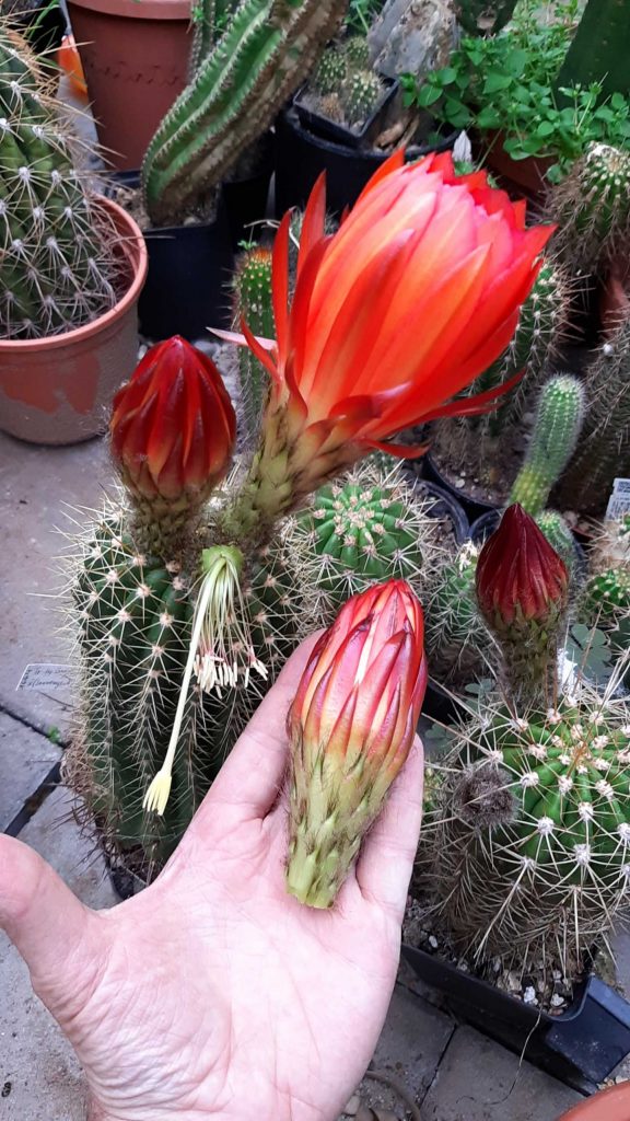 Cactus Jerk S1E212 Pollinating a Broken Cactus Flower